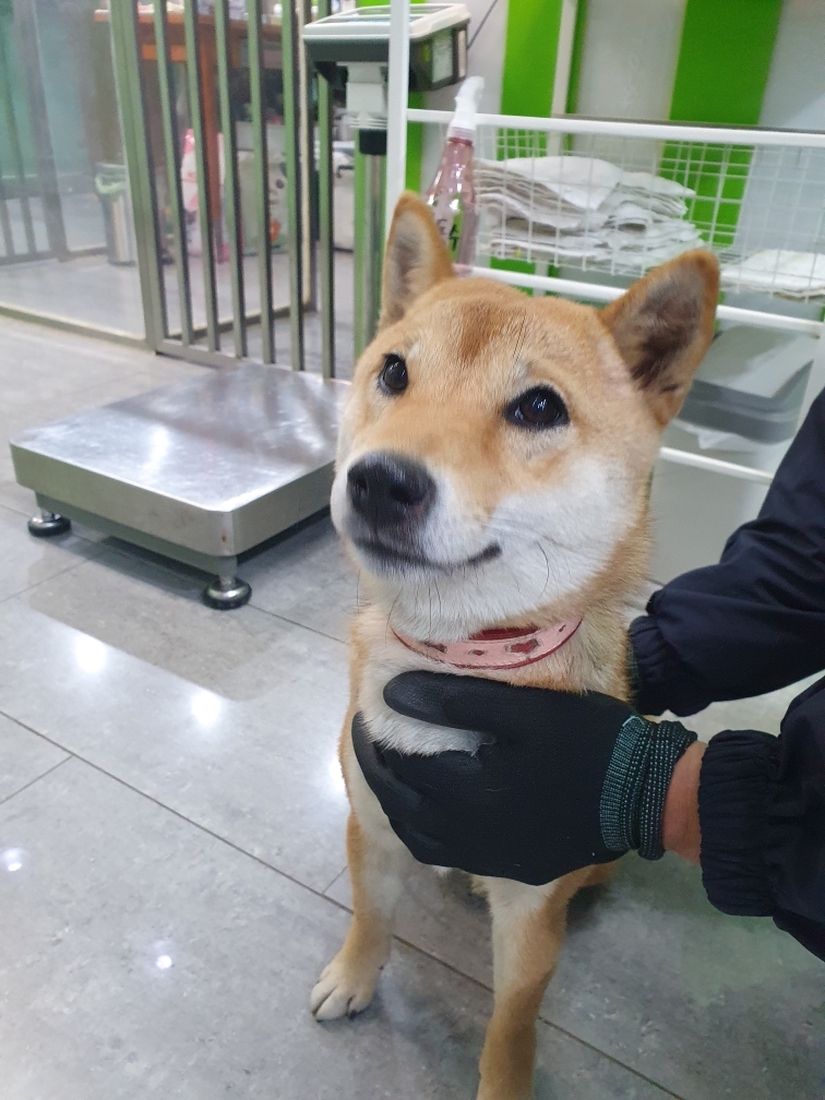 펫앤쉘터동물병원_441378202401448